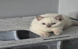 British Shorthair cats for sale: THREE MALE BRITISH SHORTHAIR KITTENS FOR SALE - Image 6