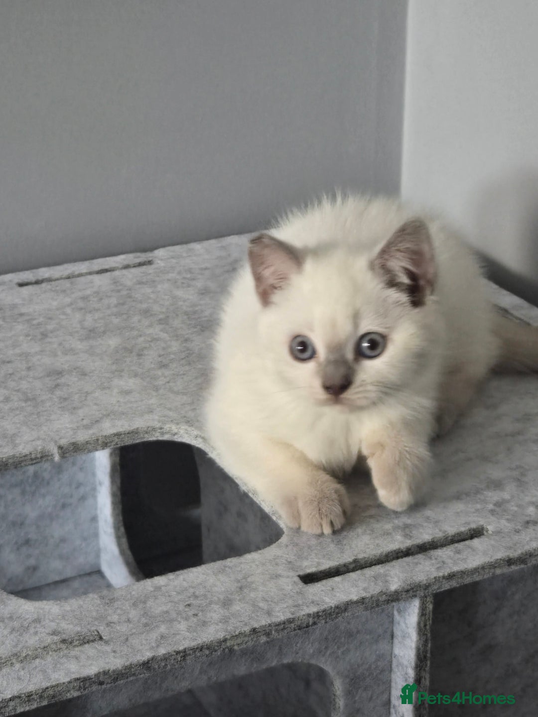 British Shorthair cats for sale: THREE MALE BRITISH SHORTHAIR KITTENS FOR SALE - Image 6