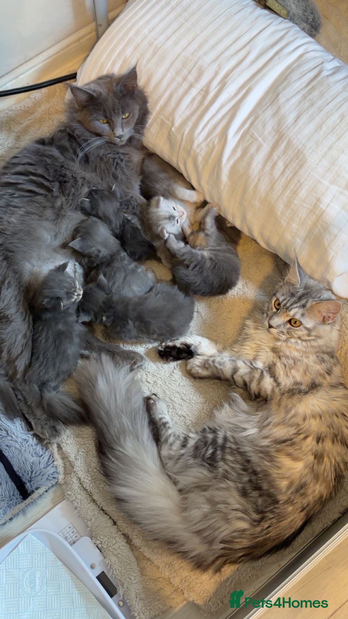 Maine Coon cats for sale: 6 beautiful blue silver mainecoons  - Advert 1