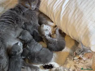 Maine Coon cats 6 beautiful blue silver mainecoons - Advert 1