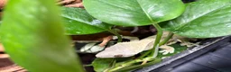 Gecko reptiles for sale: Male crested gecko, comes with tank and more - Advert 4