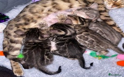 Bengal cats for sale: Silver and Brown Pedigree Bengal Kittens For Sale  - Image 21
