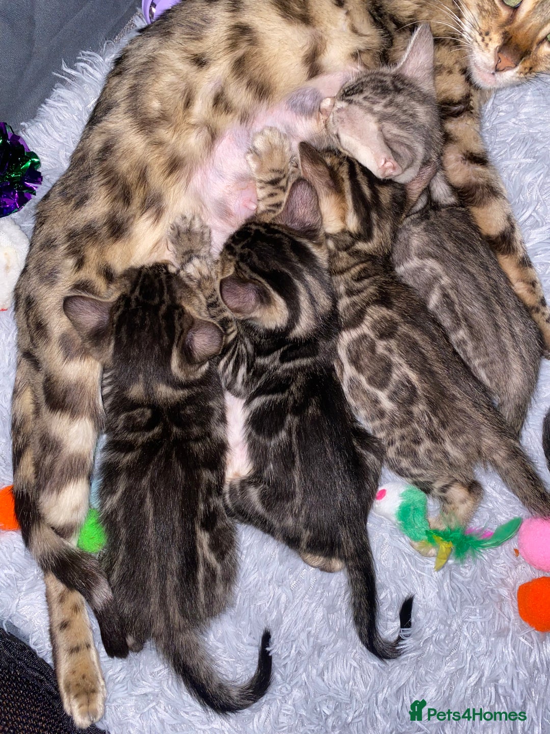Bengal cats for sale: Silver and Brown Pedigree Bengal Kittens For Sale  - Image 21