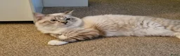 Ragdoll cats for sale: 🏆 FIFe PEDIGREE RAGDOLL KITTENS – READY NOW 🏆 - Advert 5