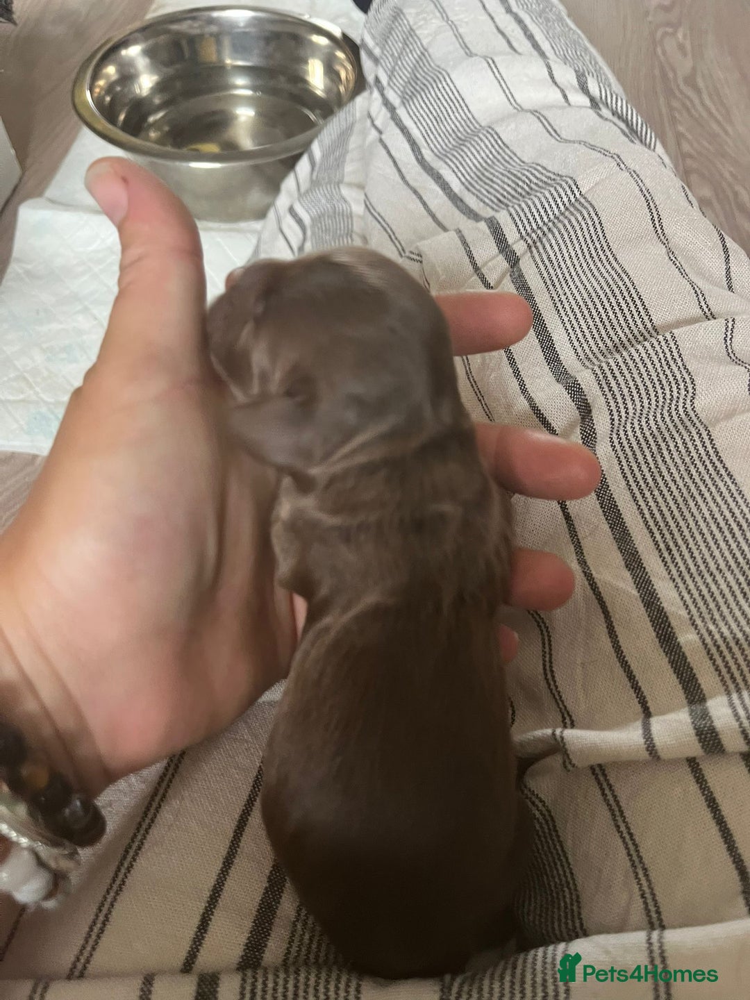 Sprocker dogs for sale: Beautiful Sprocker puppies  - Image 40