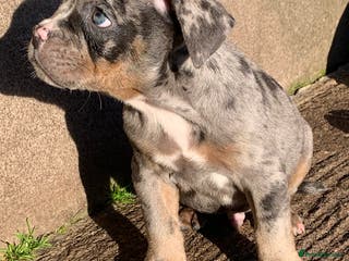 Olde English Bulldogge dogs 3 male puppy Olde English Bulldogges left - Advert 2
