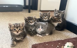 British Shorthair cats for sale: Beautiful British short hair mixed long hair  - Advert 27