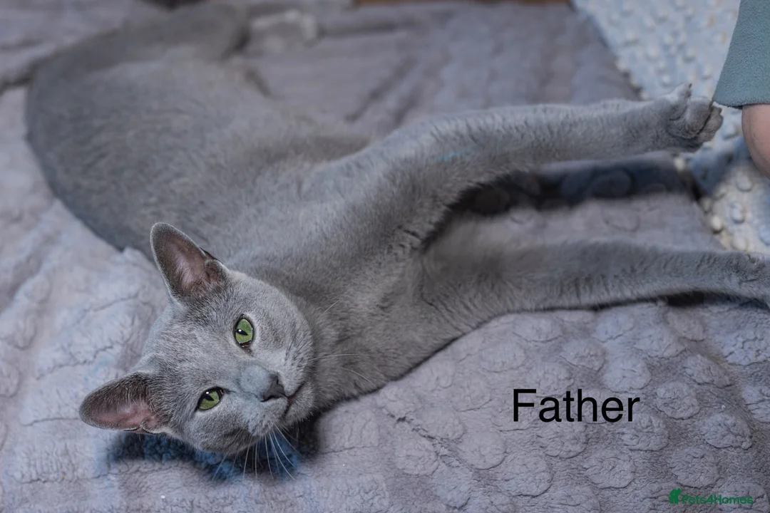 Russian Blue cats for sale: TICA Russian Blue Kittens - Advert 8