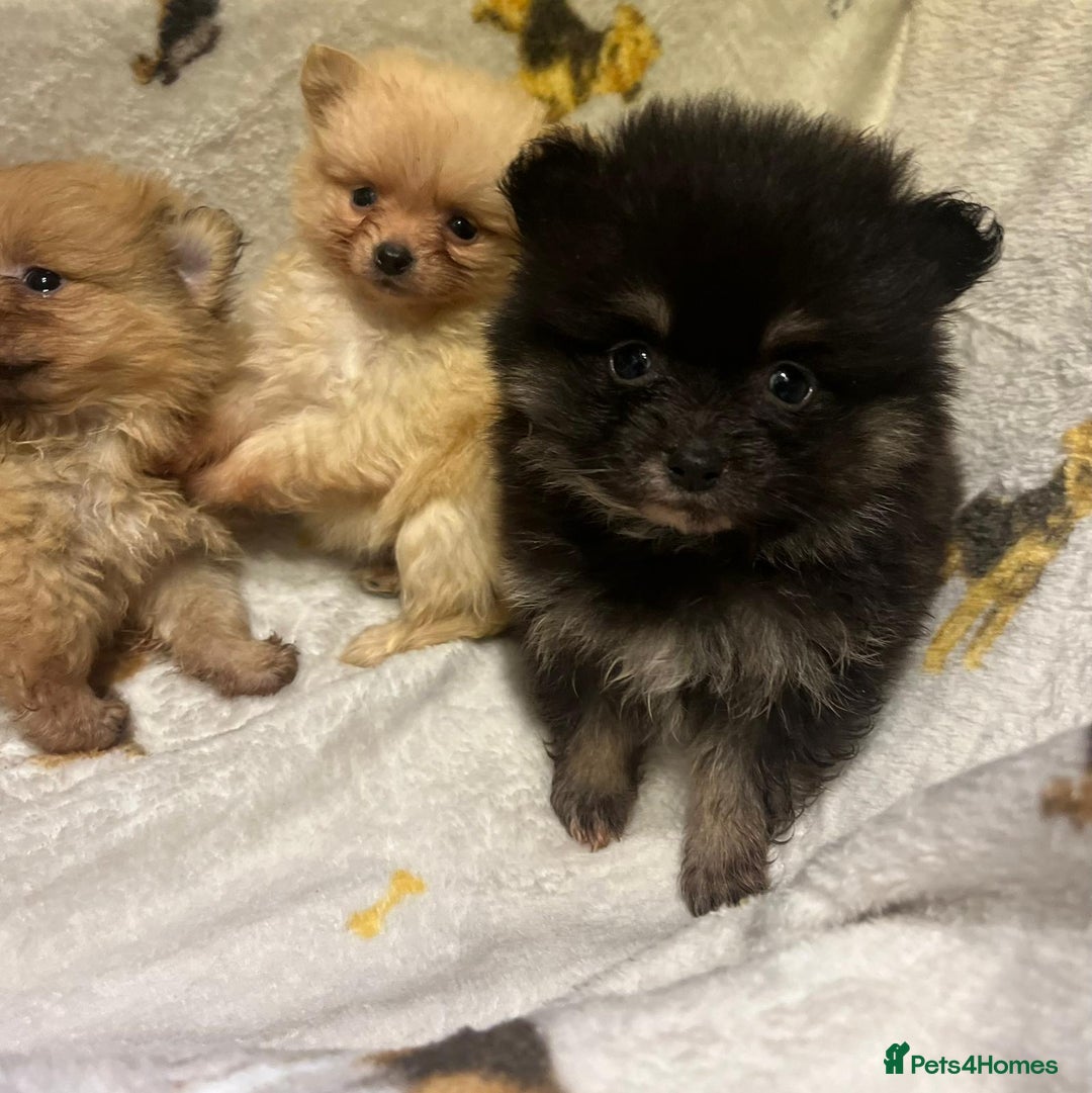 Pomchi dogs for sale: Pomeranian puppy's  - Advert 12