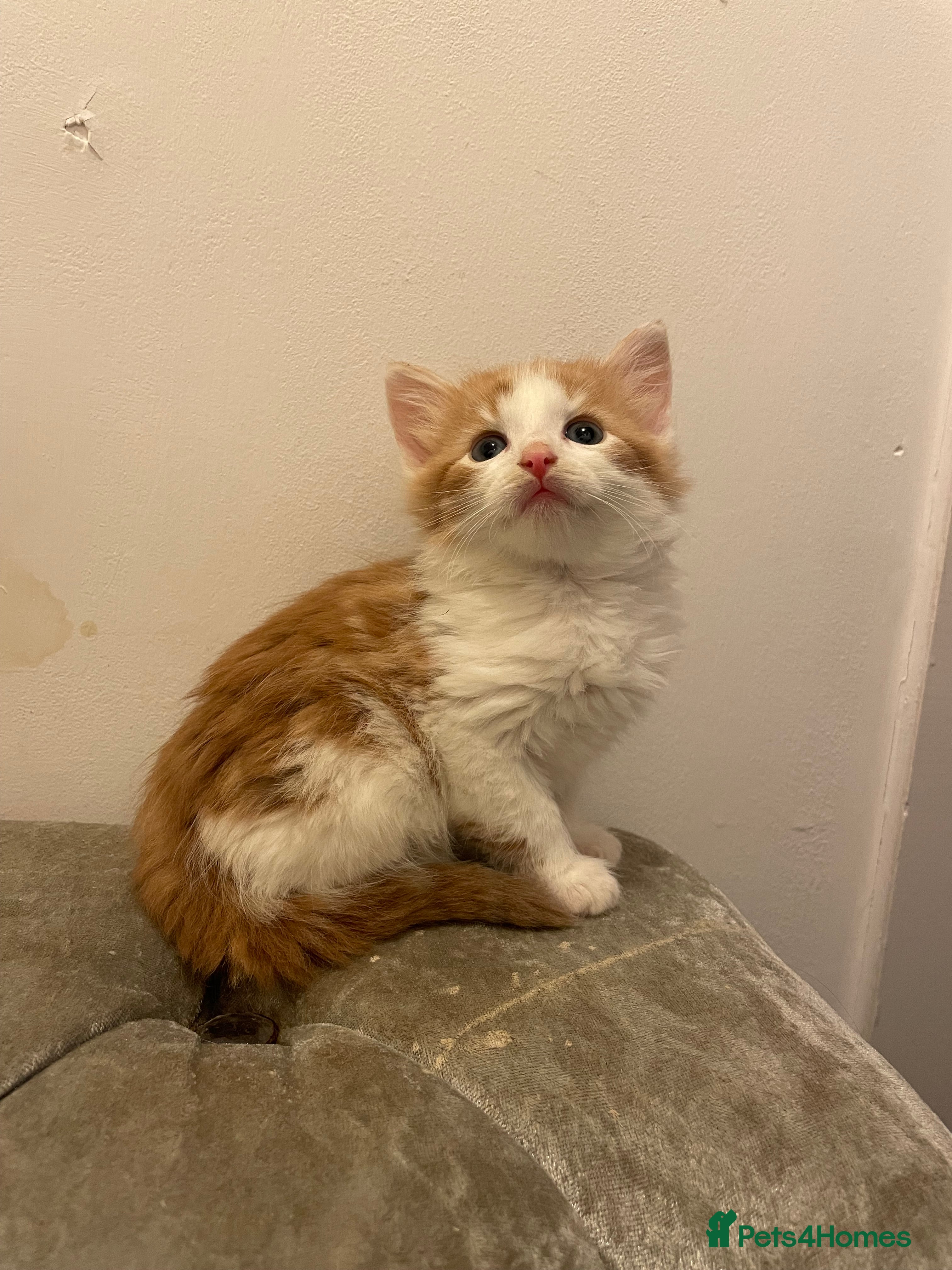 Mixed Breed cats kittens for sale ready now  - Advert 15