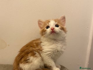 Mixed Breed cats kittens for sale ready now - Advert 11