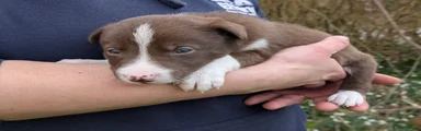 Border Collie Puppy 7