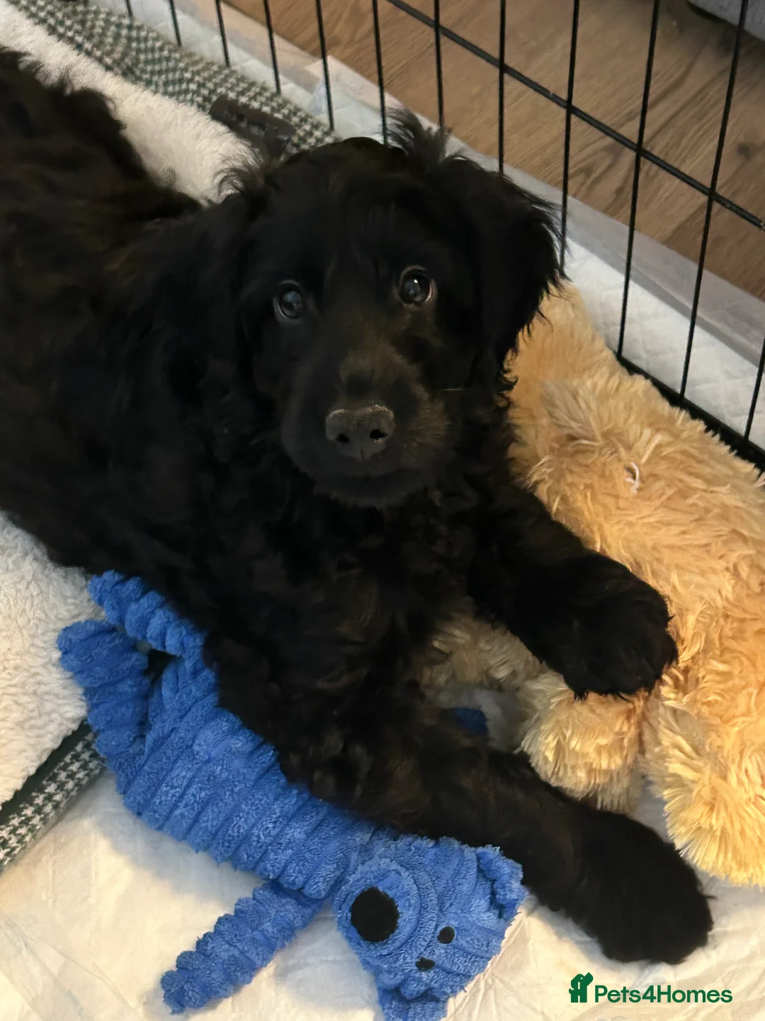 Cockapoo dogs for sale: *REDUCED* Ready to go 1 F2 Boy Cockapoos left - Advert 2