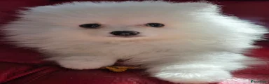 Pomeranian 1