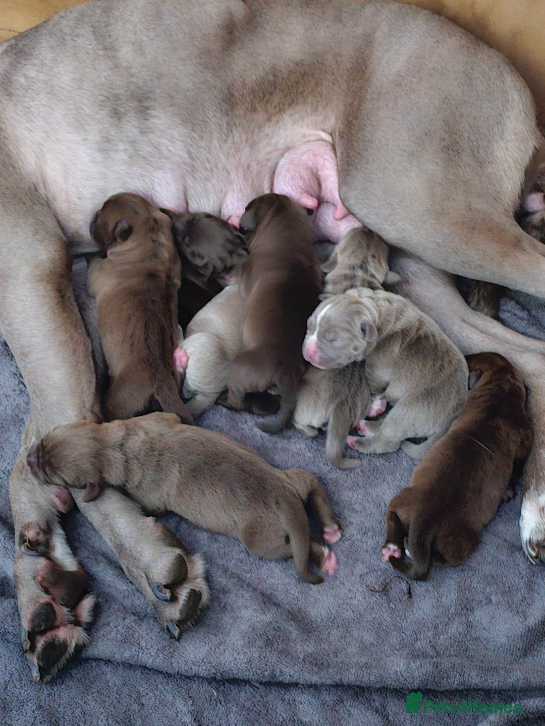 Mastiff dogs for sale: Mastiff Hybrids  - Image 9