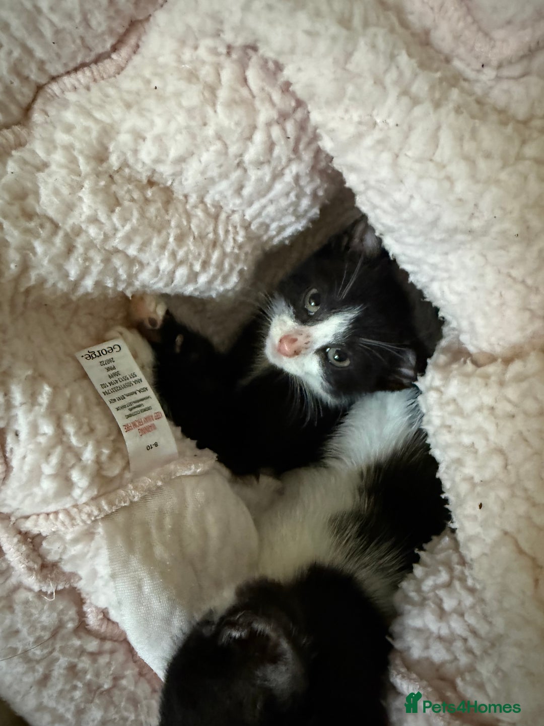 Mixed Breed cats for sale: Two male black white kittens  - Image 5