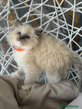 Ragdoll cats - Advert 2