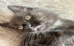 British Shorthair cats for sale: 4 female kittens  - Image 6