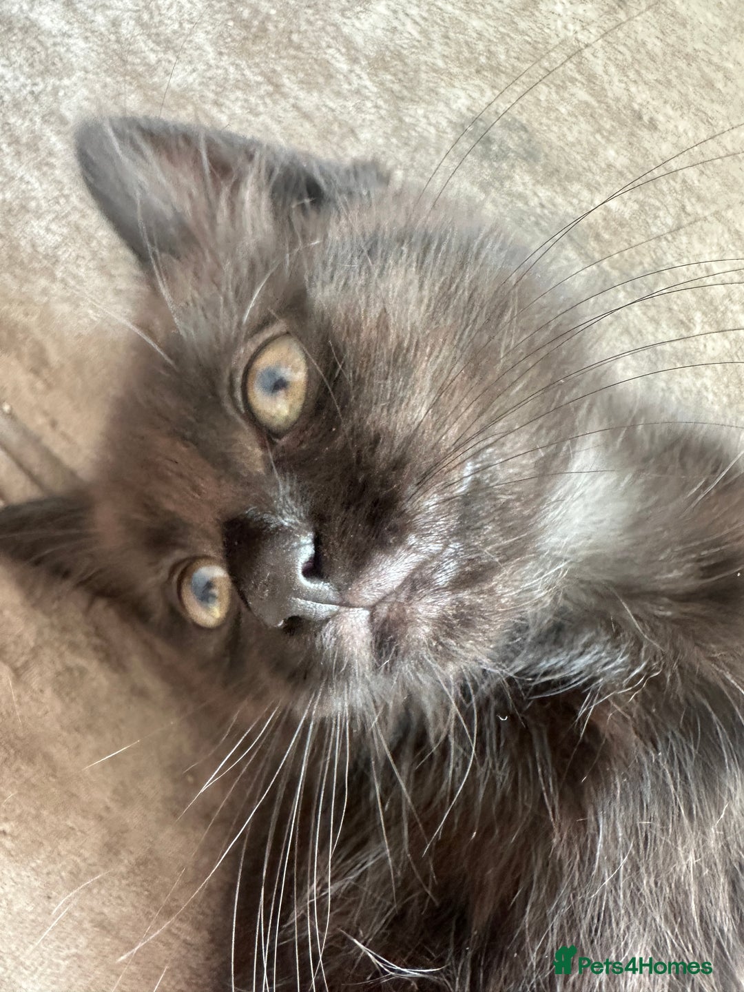 British Shorthair cats for sale: 4 female kittens  - Image 6