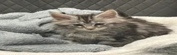 Maine Coon cats for sale: Main coon male sable tabby  in Widnes - Advert 8