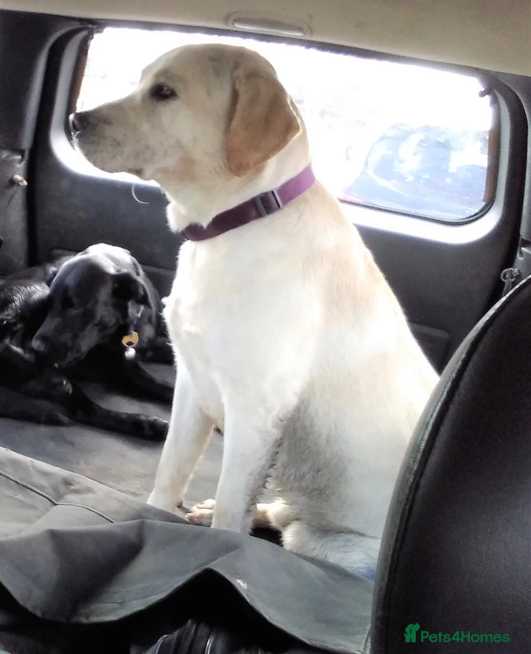 Labrador Retriever dogs for stud: Purple Genie (Duke)  Well proven stud in West Bromwich - Advert 2