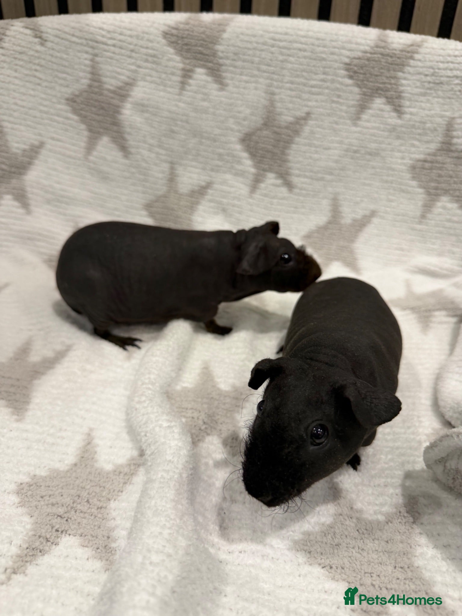 Guinea Pig rodents 2 Beautiful Skinny pig females 🐹 - Advert 5