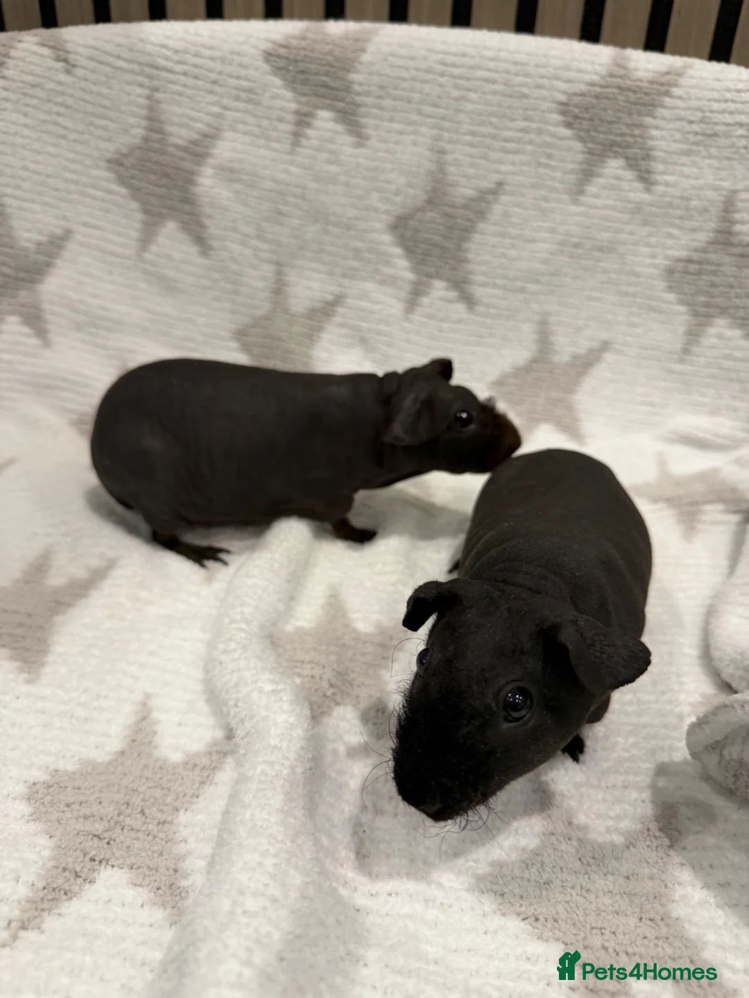 Guinea Pig rodents for sale: 2 Beautiful Skinny pig females 🐹 - Advert 1