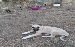 Mixed Breed dogs for adoption: OZZY, a Lovely Puppy Boy - for a Loving Home - Image 17