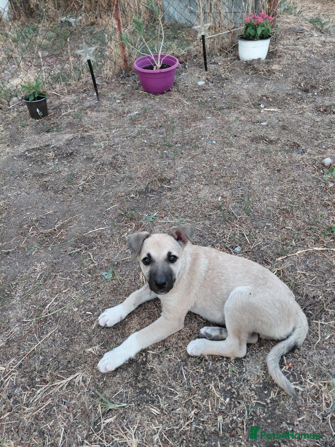 Mixed Breed dogs for adoption: OZZY, a Lovely Puppy Boy - for a Loving Home - Image 17