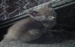 Russian Blue cats for sale: Russian blue kittens  - Image 3