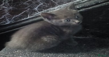 Russian Blue cats - Advert 4