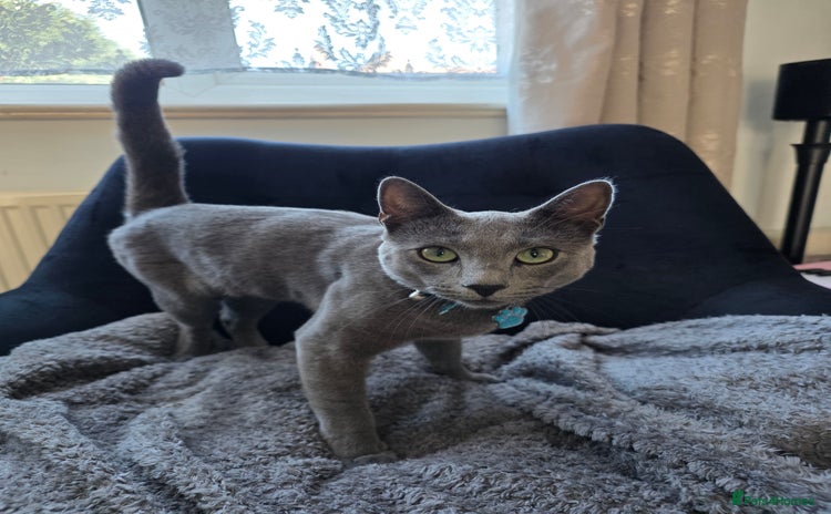 Russian Blue cats - Advert 4