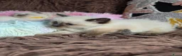 Ragdoll cats for sale: Four Stunning GCCF Registered Girls - Advert 18