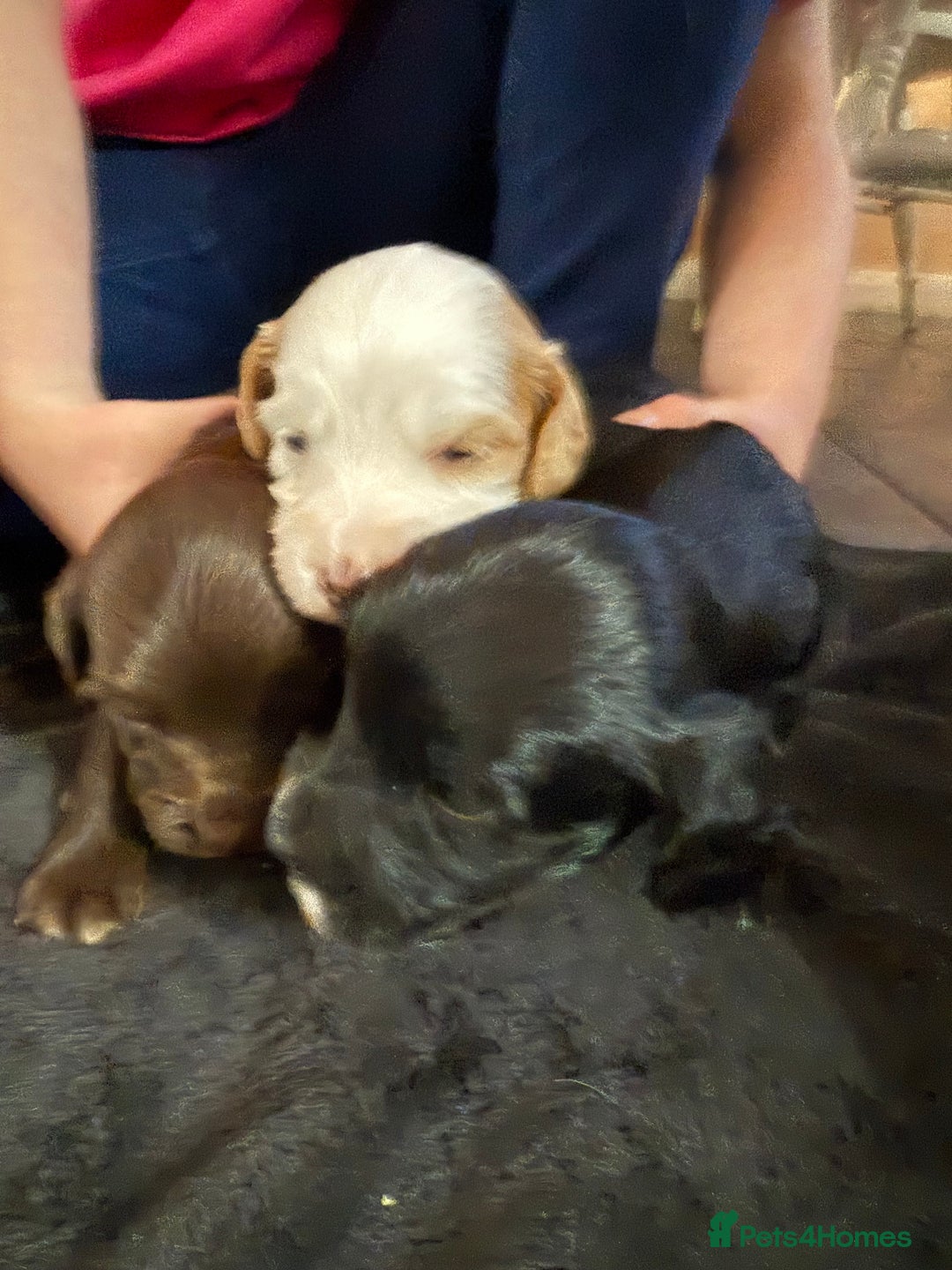 Mixed Breed dogs for sale: 2 beautiful sproodle girls - Advert 4