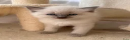 Ragdoll cats for sale: Adorable Pedigree Ragdoll Kittens For Sale in Northampton - Advert 11