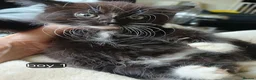 Mixed Breed cats for sale: Long haired kittens  in Swanscombe - Advert 22