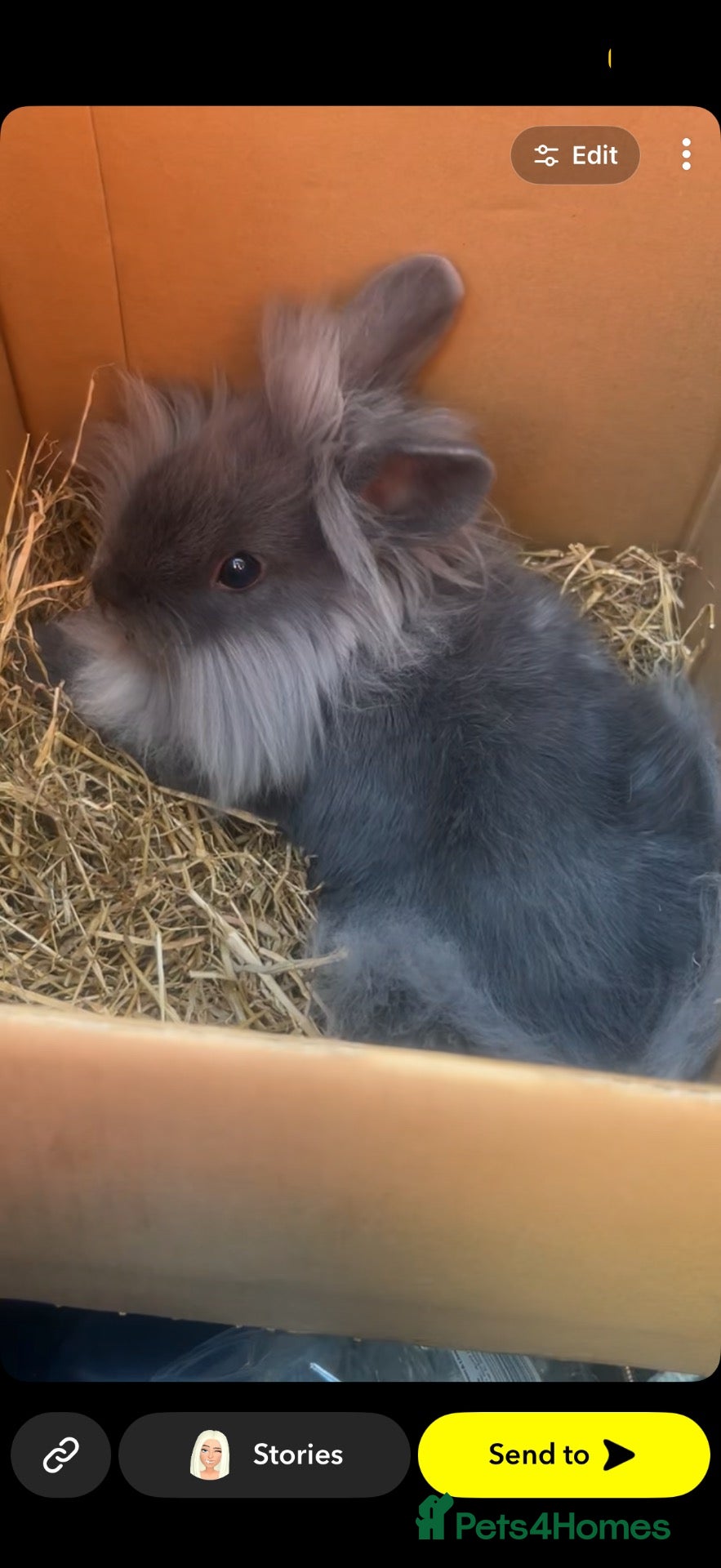 Dwarf Lop rabbits Grey fluffy male rabbit  - Advert 2