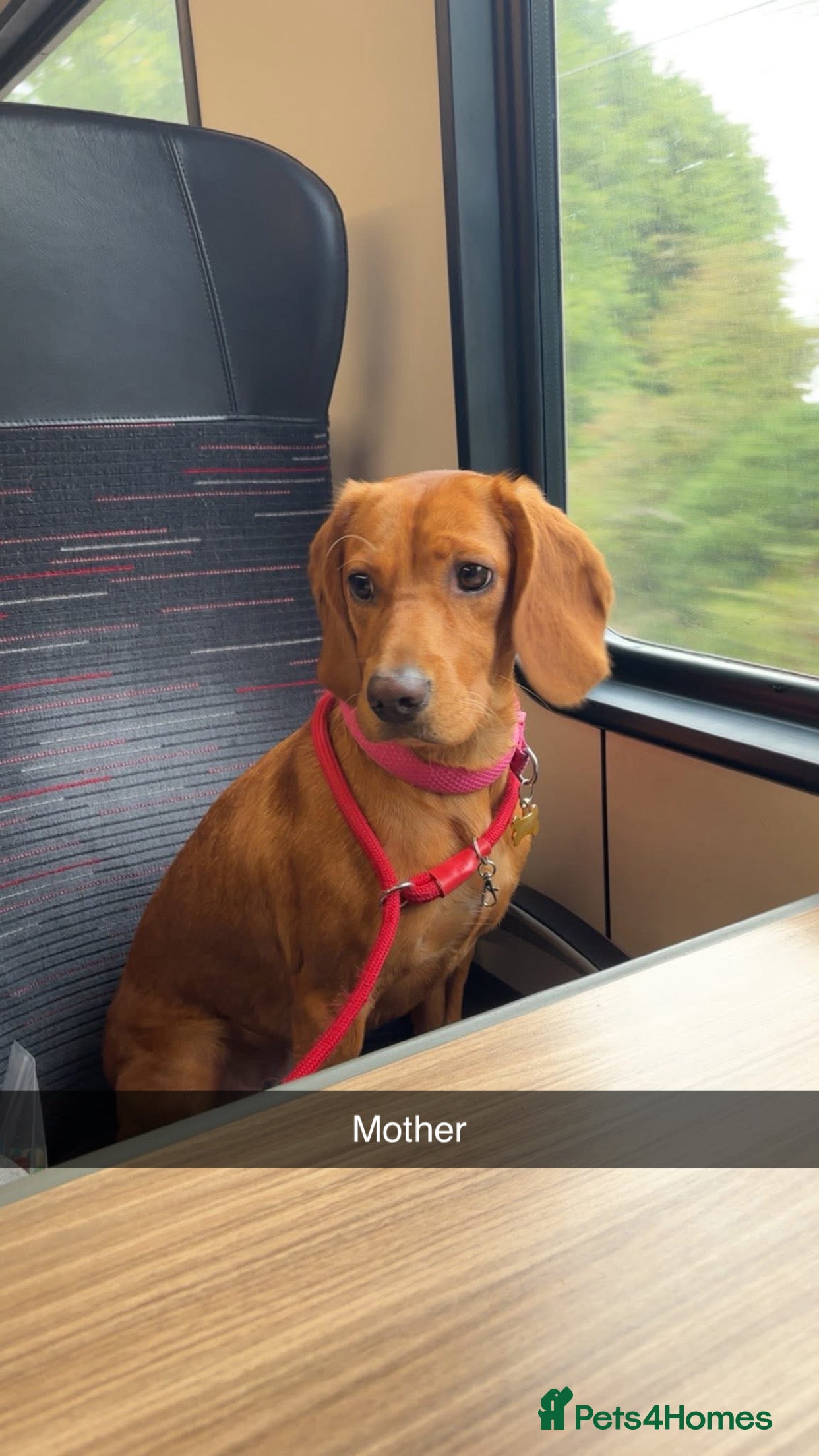 Cockerdor dogs 2025 litter (November)  - Advert 2