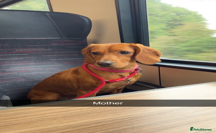 Cockerdor dogs - Advert 9