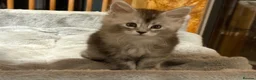 Maine Coon cats for sale: Beautiful black smoke & silver shaded Maine coons  - Advert 9