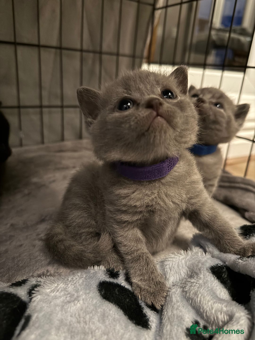 British Shorthair cats for sale: British blue shorthair  - Image 4