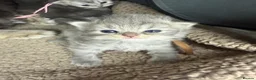 Persian cats for sale: Beautiful Persian babies in Bradford - Advert 4