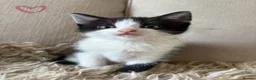 Domestic Shorthair cats for sale: Beautiful kittens for sale❤️ in Newent - Advert 8