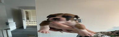 Boxer 3