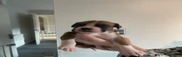 Boxer dogs for sale: Kc reg boxer pups bobtail and full tail  - Advert 25