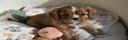 Cavalier King Charles Spaniel dogs for sale: FULLY HEALTH TESTED KC CAVALIERS PUPPIES - Advert 11