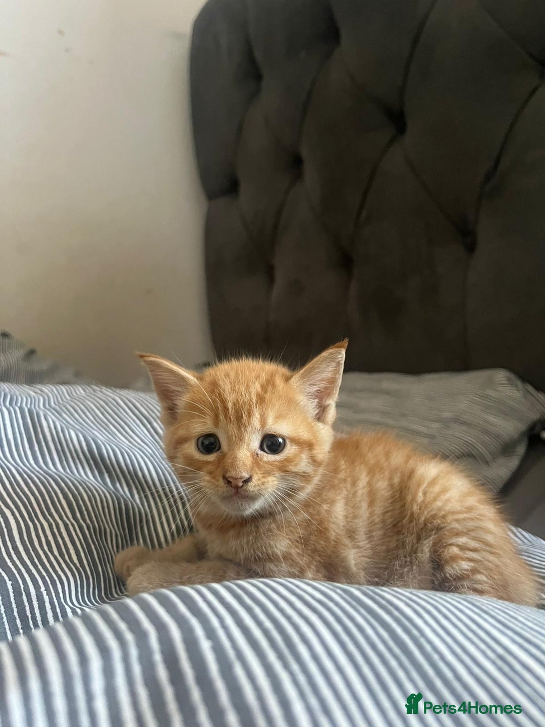 Mixed Breed cats for sale: Cuddly ginger twins - Image 4