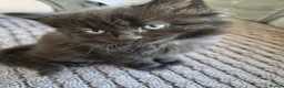 Mixed Breed cats for sale: 4 Beautiful Fluffy Kittens - Advert 2