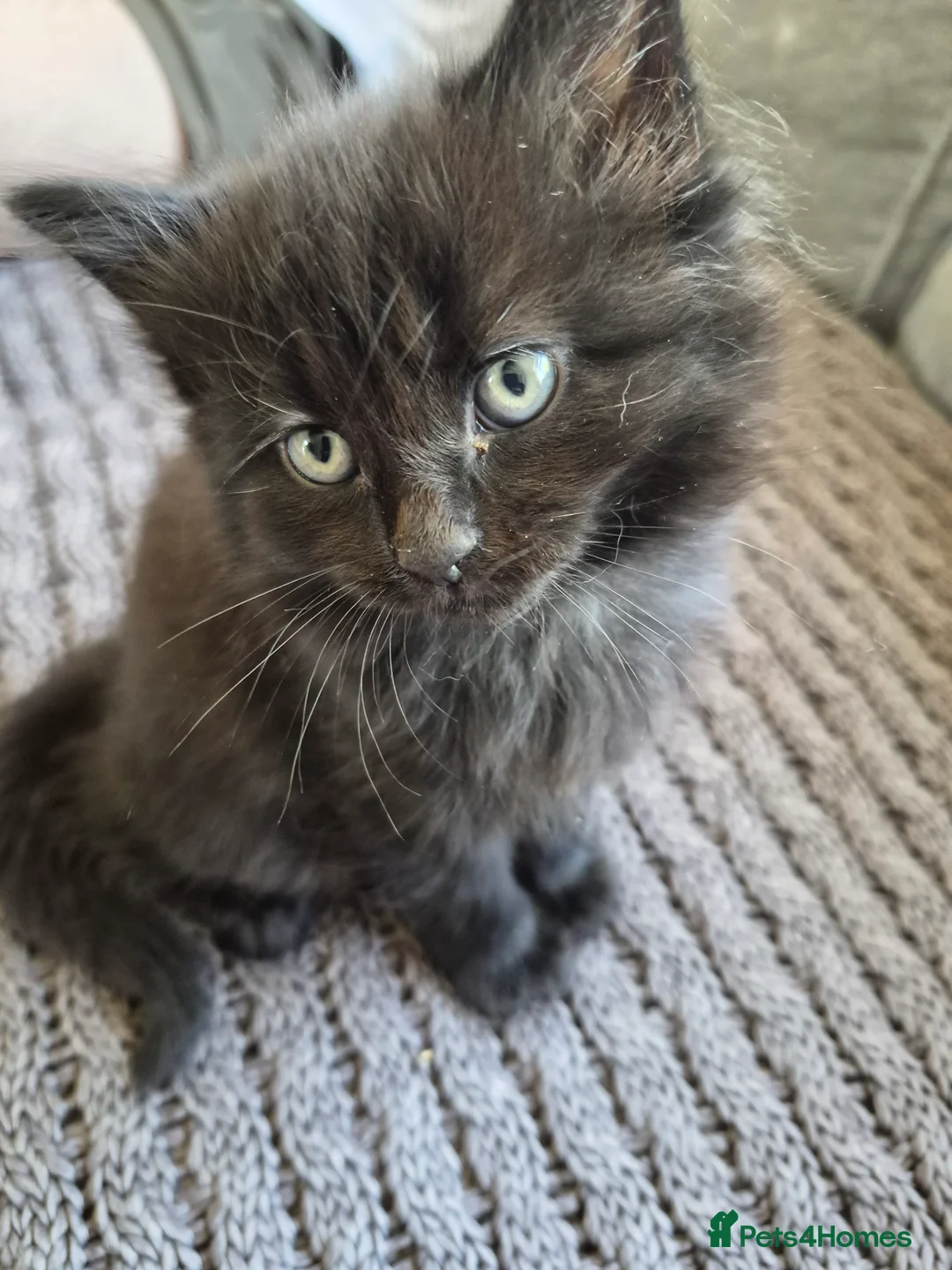 Mixed Breed cats for sale: 4 Beautiful Fluffy Kittens - Advert 2