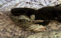 British Shorthair cats for sale: 5 British short hair kittens  - Image 7